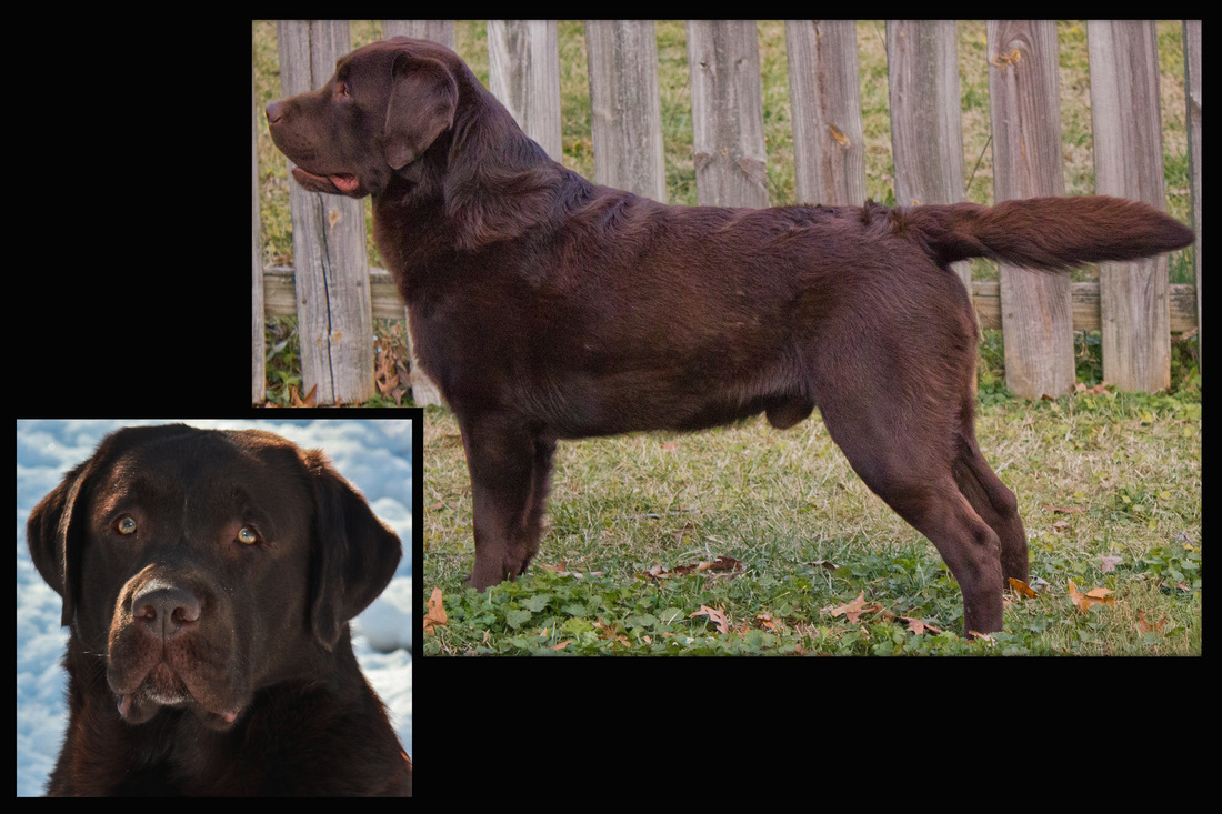 Lab sales retriever breeders